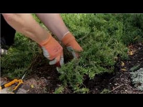 Video: How To Transplant Phlox? When Is It Better: Spring, Summer Or Autumn? How To Transplant Flowering Phlox From One Place To Another?