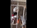 Попугай Жора выучил новую мелодию