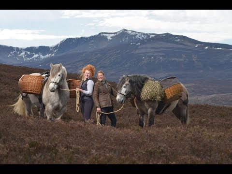 Vídeo: Highland Horse Breed Hipoalergènic, De Salut I De Vida