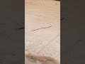 moi mara