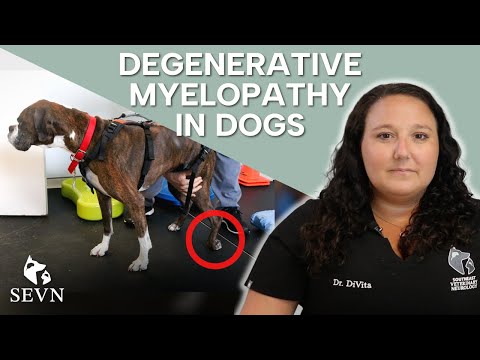 Video: Canine Spinal Myopathy