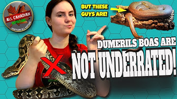 The REAL Most Underrated Pet Snake - Macklot