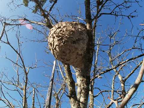 Vidéo: Qui sont les nids vides ?