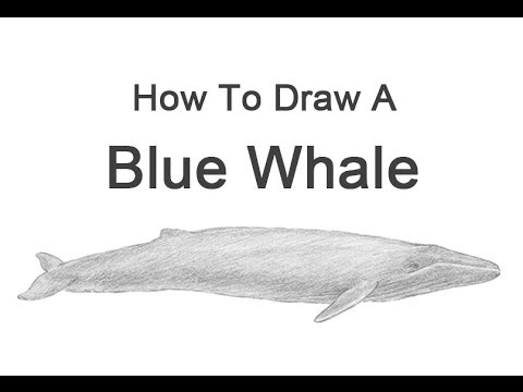 How To Draw A Blue Whale Youtube