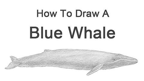 How to Draw a Blue Whale