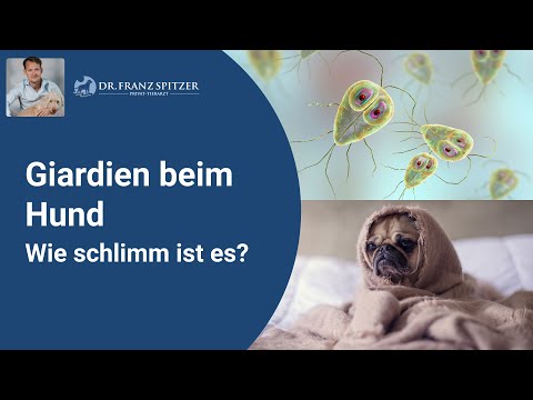 Video: Werden Hunde gegen Giardien geimpft?