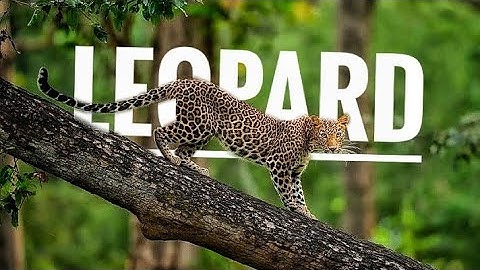 How to add text behind Object | Snapseed | Google Play Store | Photo Editing Tutorial