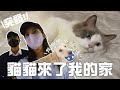 朋友緊急回港/要幫忙照顧他的貓一個月🐱 貓奴生活正式開始! ฅ^•ﻌ•^ฅ 狗大哥見到貓小弟的反應？| 韓國日常 |  金鈴