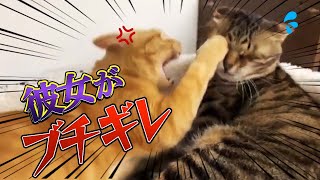 【保護猫】猫カップルの激しい喧嘩現場を目撃仲良しだった2人に一体何が　　　　　　Live broadcast from a protective cat shelter