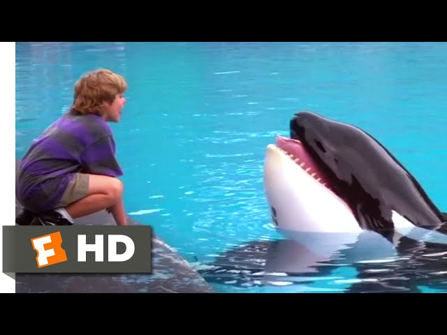 Free Willy (1993) - Willy's Soulmate Scene (4/10) | Movieclips class=