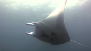 Diving with the Famous Manta Rays of Yap Island, FSM