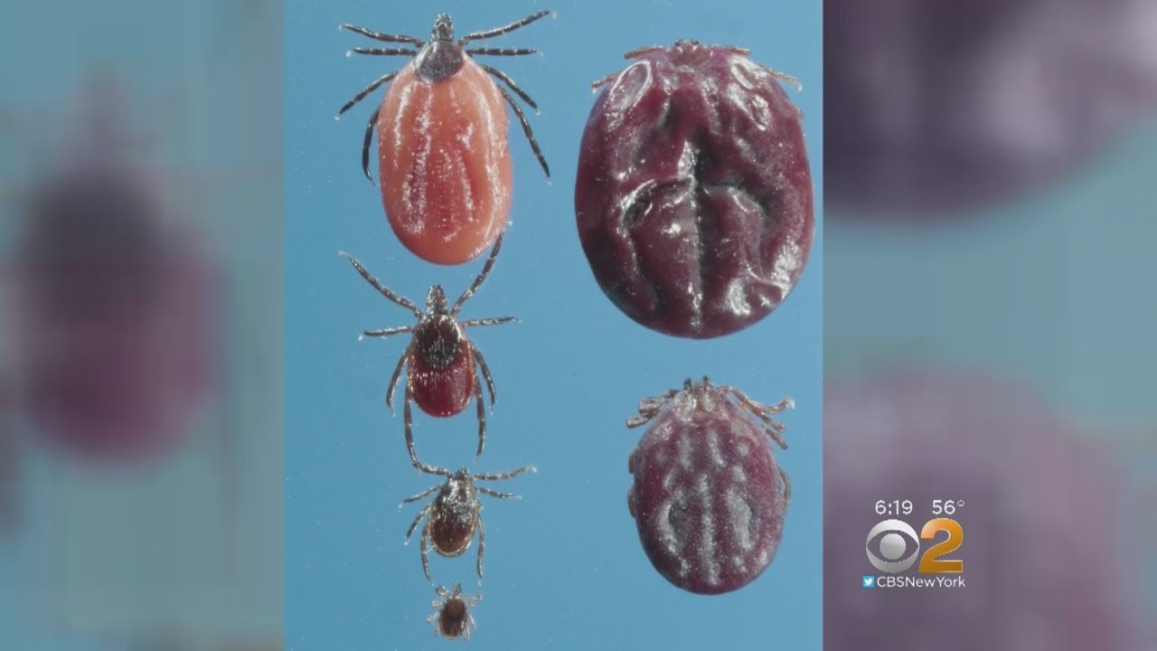 Exotic tick species spreads to Middlesex County