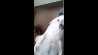 Parrot Sings Tamil song