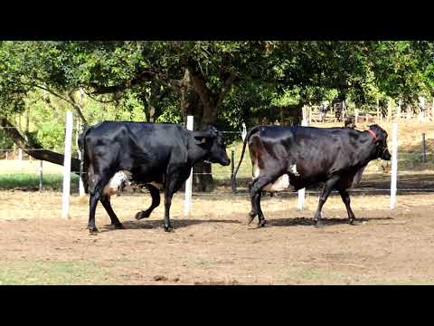 LOTE 65 - TADEU FAZENDINHA -  DUPLO MATRIZES 2