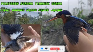 PIKAT BURUNG KACER_DAPET BURUNG TENGKEK UDANG!!!
