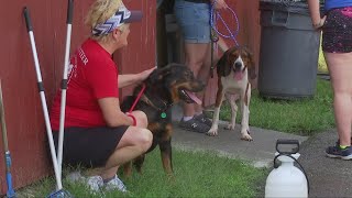 Volunteers kickstart animal shelter improvements