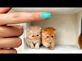 The Smallest Kittens Found a New Home ! Building a house for cats