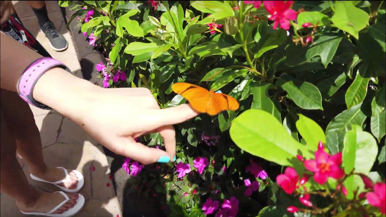 Disney Epcot Butterfly Exhibit YouTube