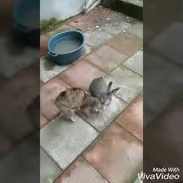 Кролик хочет секса😂 - YouTube