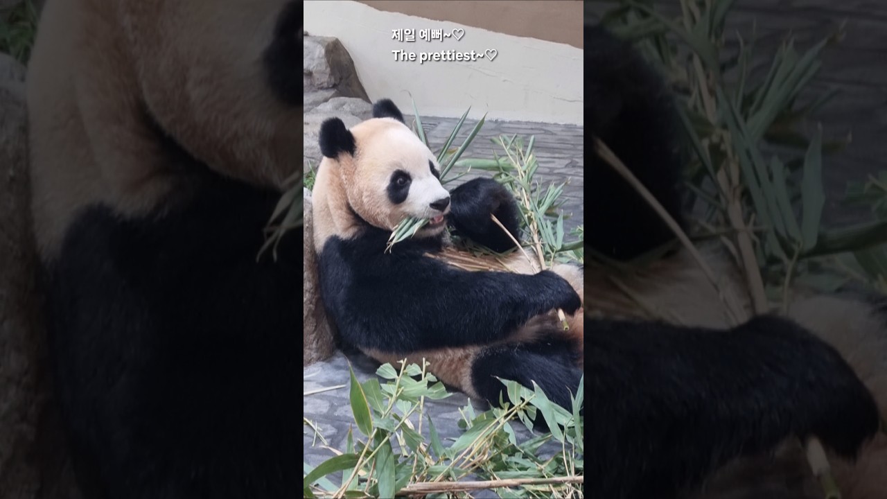 판다의 야무진 먹방! 너는 먹는 모습이 제일 예뻐~♡ #판다 #루이바오 You look the prettiest when you eat~♡ #panda #ruibao