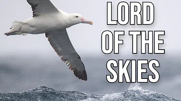 The Albatross: Mightiest of the Seabirds