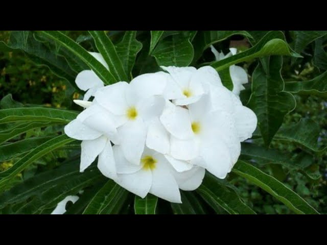 Como plantar jasmim do caribe ou buquê de noiva - thptnganamst.edu.vn