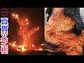 [生物放大鏡]真實存在的魔幻樹種 | 龍貓之樹的秘密 |冰與火之樹真實存在!?