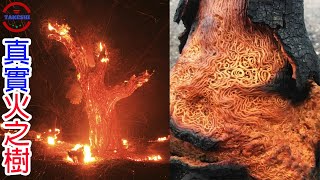 [生物放大鏡]真實存在的魔幻樹種 | 龍貓之樹的秘密 |冰與火之樹真實存在!?
