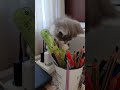 у красуні грайливий настрій #cat #kitten #kitty #cute #catstagram #cutecat #animals #meow #nature