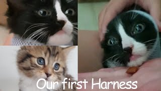 Funny Kittens Verses Harness