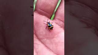 Asian beetles you've never seen#anyuniqueanimals#beetle#insects#beautifulinsects#nature#wildlife