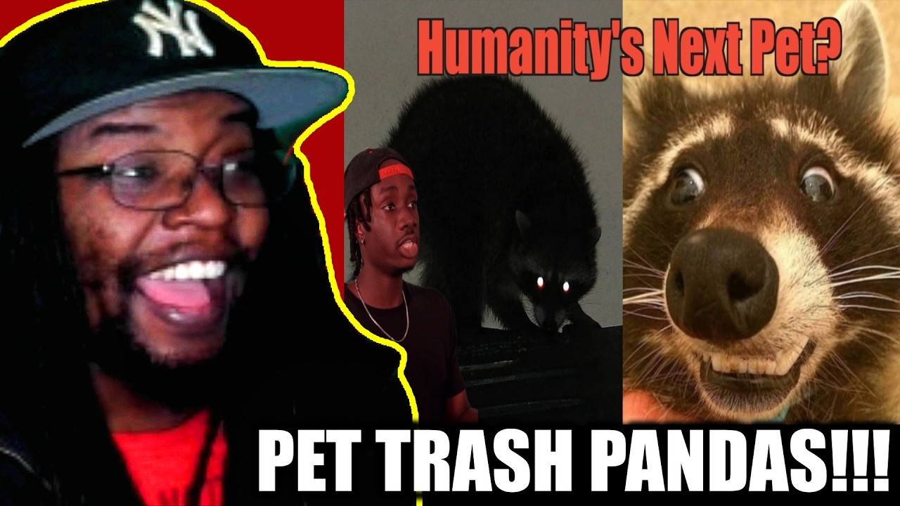 Как енотам (почти) сошло это с рук [Casual Geographic] DB Reaction