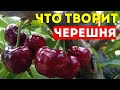 Что будет если есть ЧЕРЕШНЮ! Черешня польза и вред. Черешня лечебные свойства. Её полезные свойства.