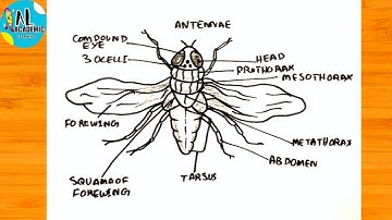 How to Draw a Housefly Labelled Diagram | Housefly Labelled Diagram | Housefly Diagram