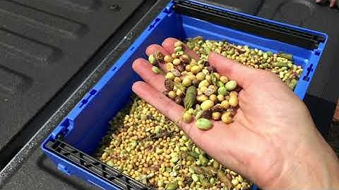 Seed Quality Concerns in Soybean