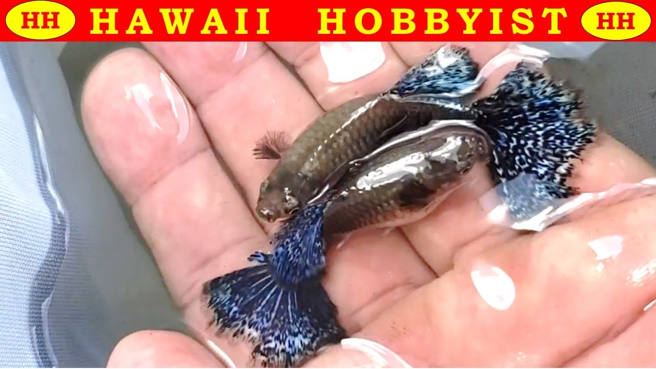 Обзор фермы гуппи на 12 ванн