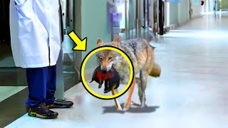 Wolf Suddenly Broke Into Hospital. Nurse Started Crying When She Discovered Why!