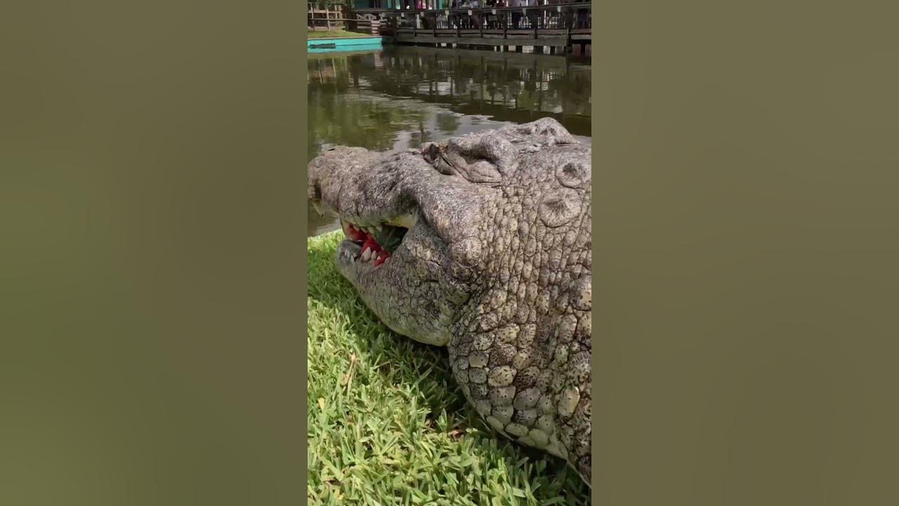 Lyle the Nile Crocodiles Crushes Watermelon! #gatorland #nilecrocodile