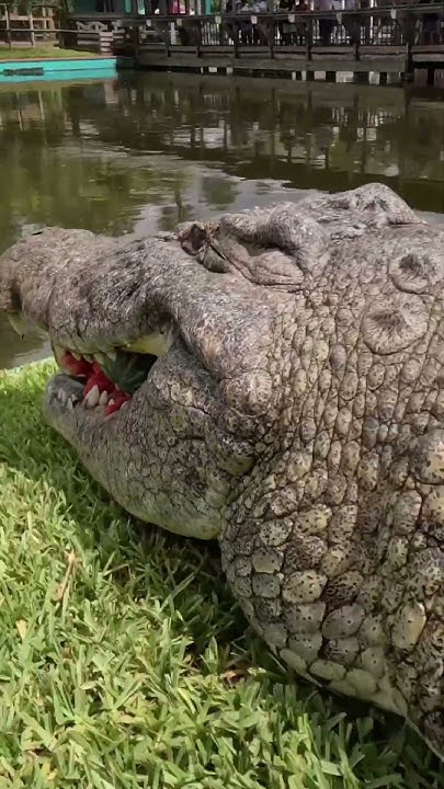 Lyle the Nile Crocodiles Crushes Watermelon! #gatorland #nilecrocodile