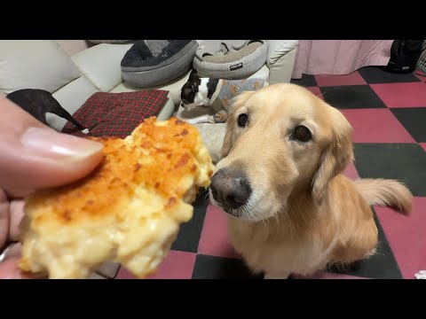 【障害者パパの手作り】鶏ミンチで作るナゲットが愛犬達に大好評でしたw