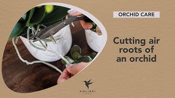Cutting off air roots of an orchid - tips from Kolibri Company