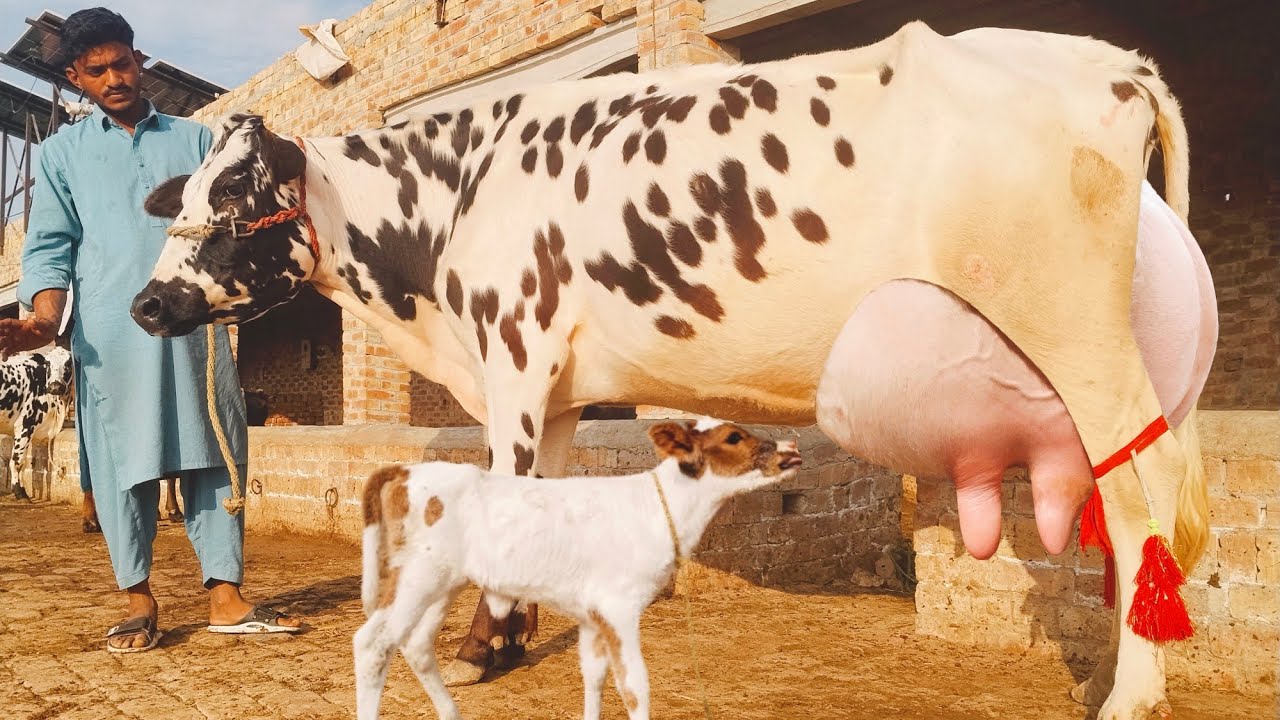 10 February 2026 ( 0304 9555753)