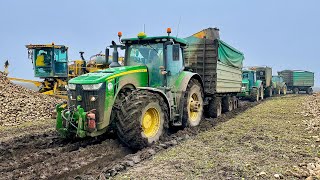 Cukorrépa hordás 2021 💪 ROPA | John Deere Transport | Case IH | JCB | Sugar Beet Transport