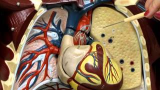 endocrine models ap2