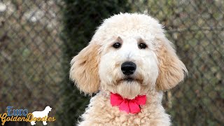 Blondie - Ms Pink - Gigi/Kaiden Litter - For Sale Video by Euro Goldendoodles 163 views 3 months ago 3 minutes, 34 seconds