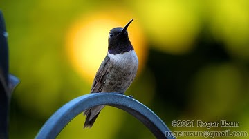 HDObservations : Black-Chinned Hummingbird (4K UHD)