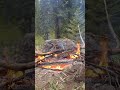 Enjoying a campfire at Wallowa mountains in June #satisfying #oregon #campfire #slowmotion