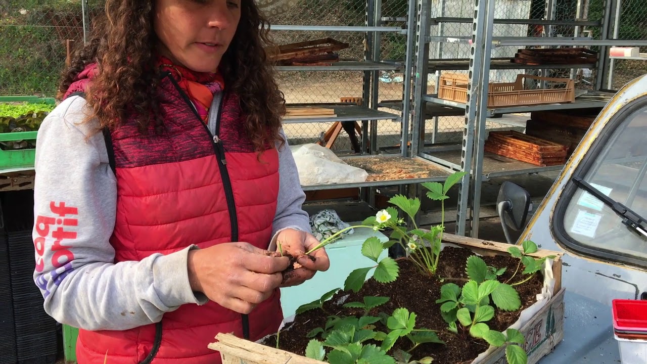fraises et Poireaux en Cagette