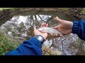 Tiny creek trout fishing