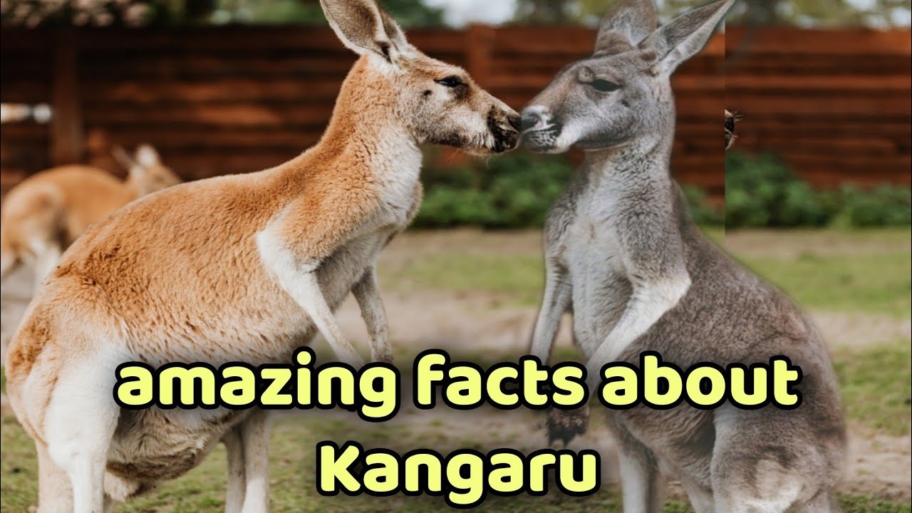 Amazing Animal Facts Kangaru Lion Short Unknownfacts Youtube